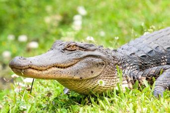 Swamp and Bayou Tour